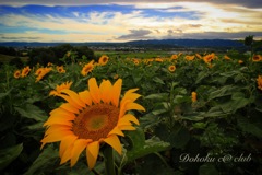 夕刻のsunflower