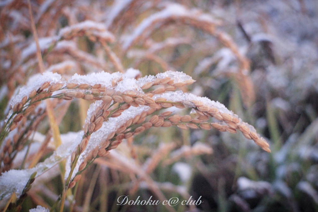 北の初雪