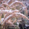 北の初雪