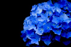 紫陽花