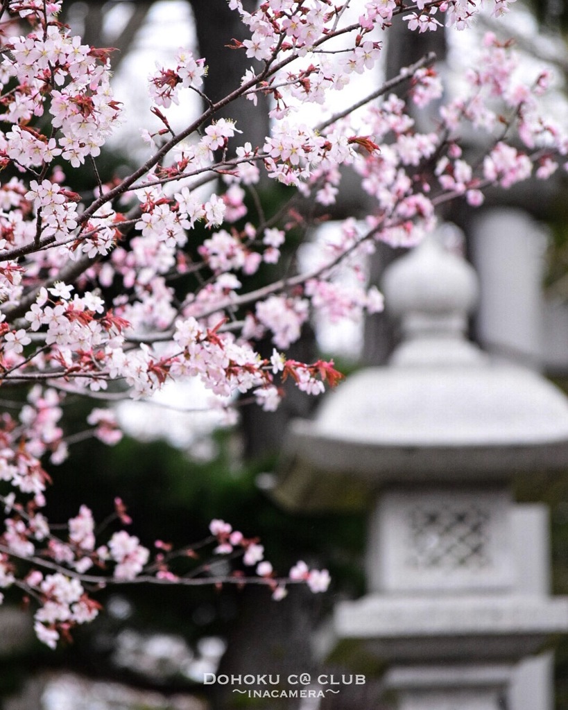 桜に染まる名寄神社