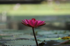 睡蓮
