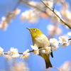 メジロ 花の吊り橋