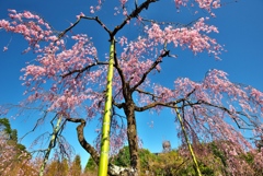 彼岸桜