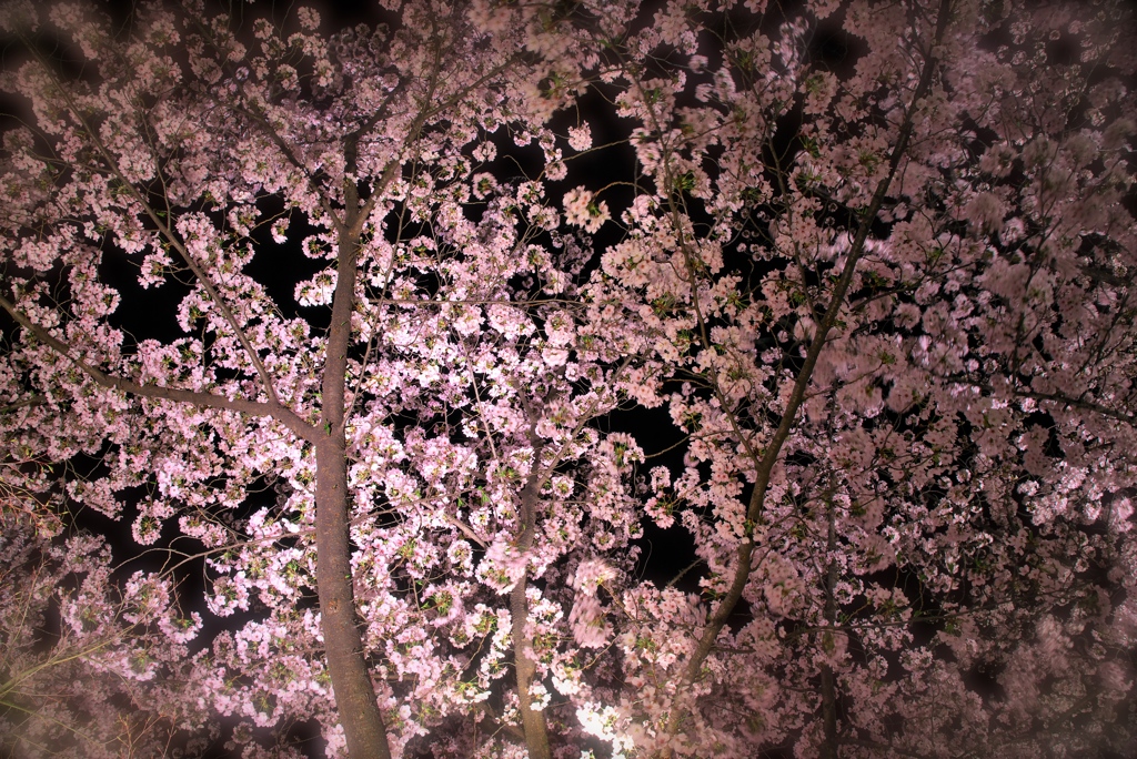 夜桜③