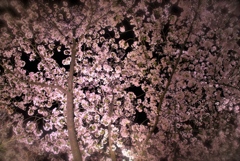 夜桜③