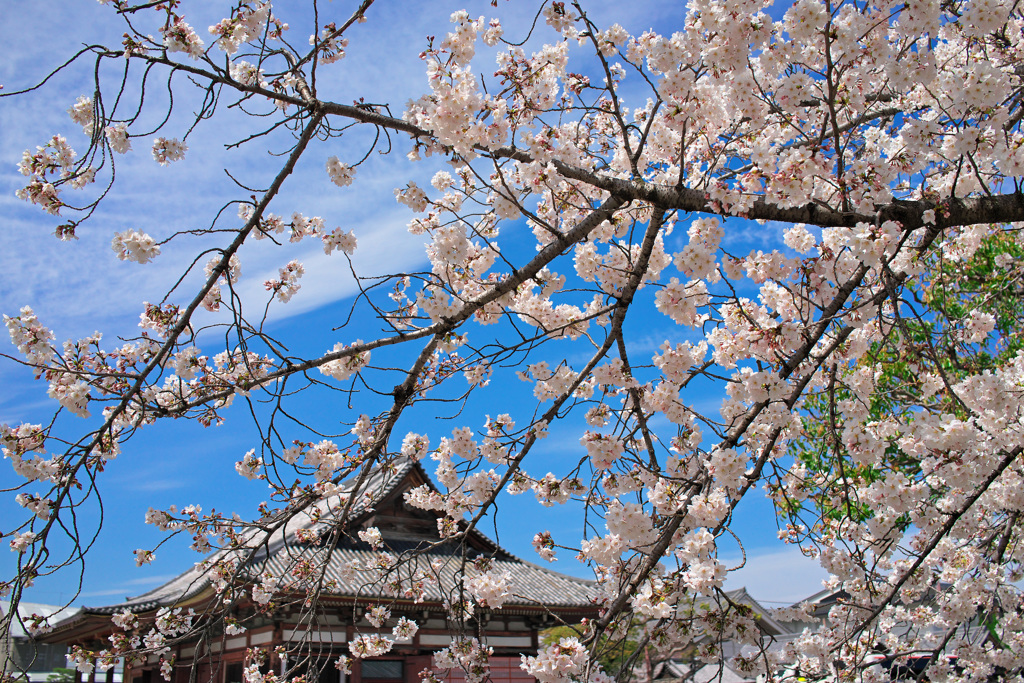 東寺④