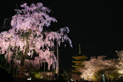 夜桜①