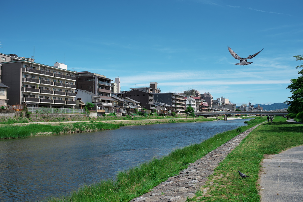 鴨川1