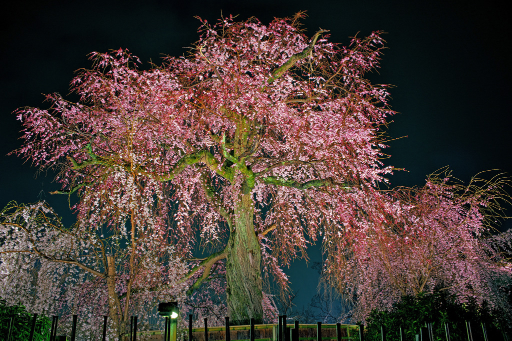 円山公園