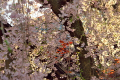 しだれ桜と赤紅葉