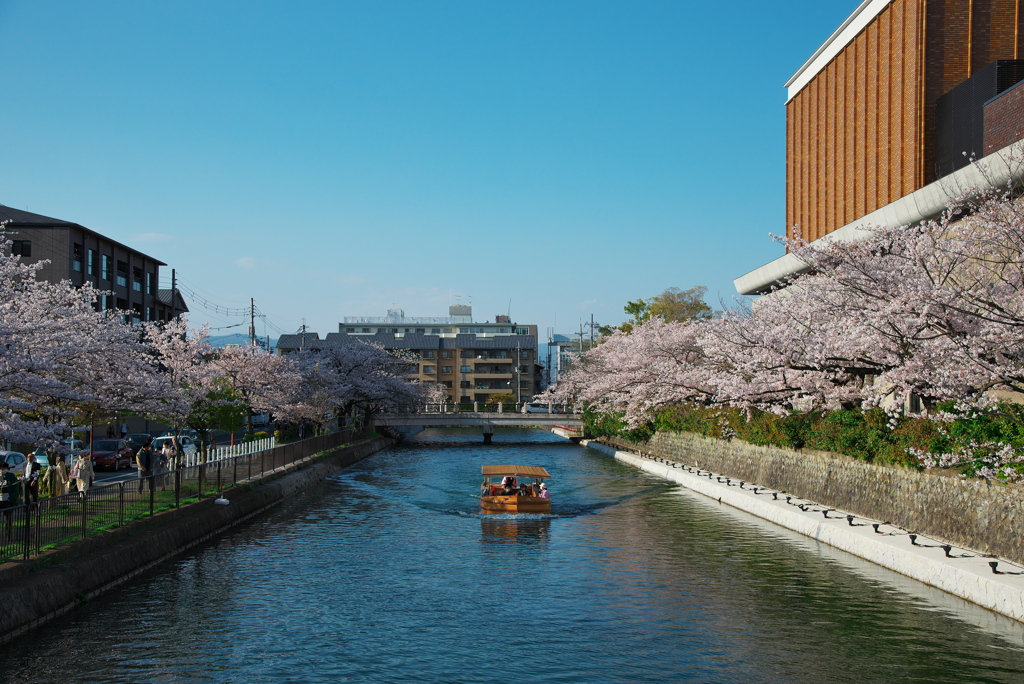 桜見物