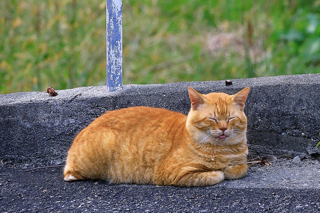 ウトウト・・・