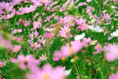 寄り添いながら