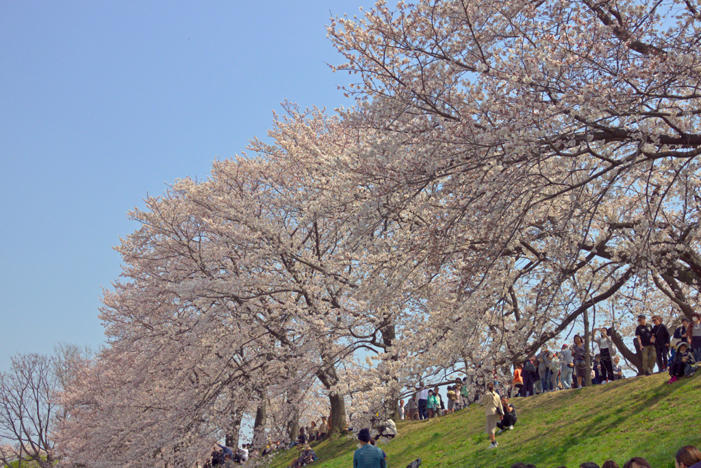 石清水八幡宮④