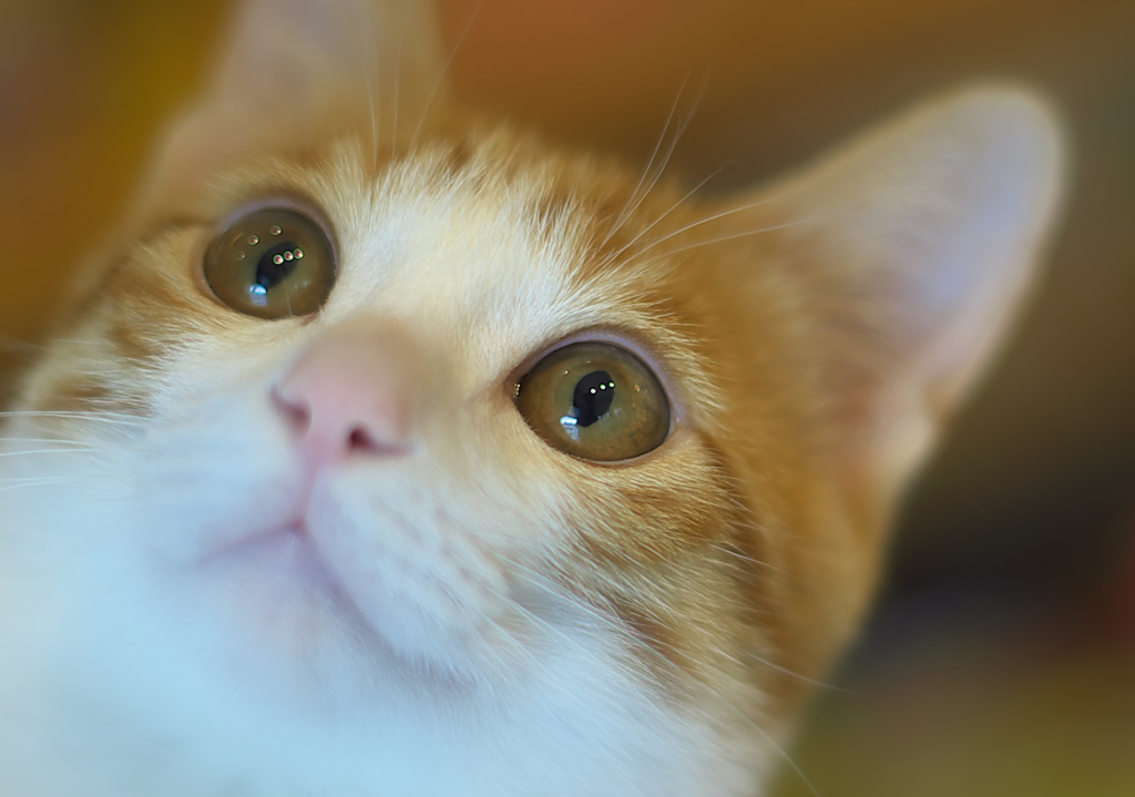 うるにゃん