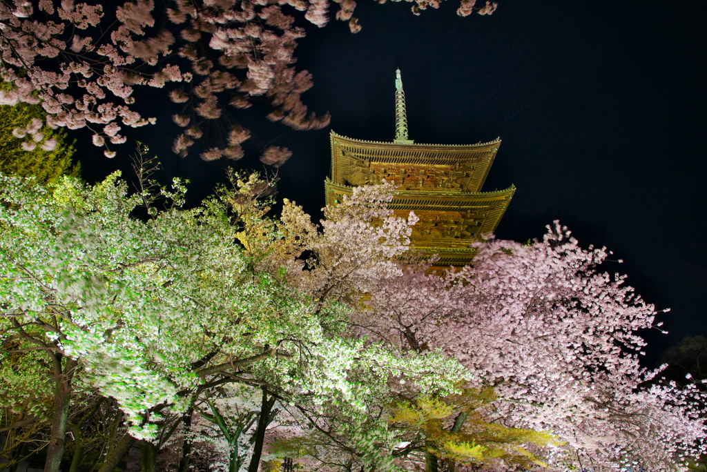 夜桜④
