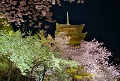 夜桜④