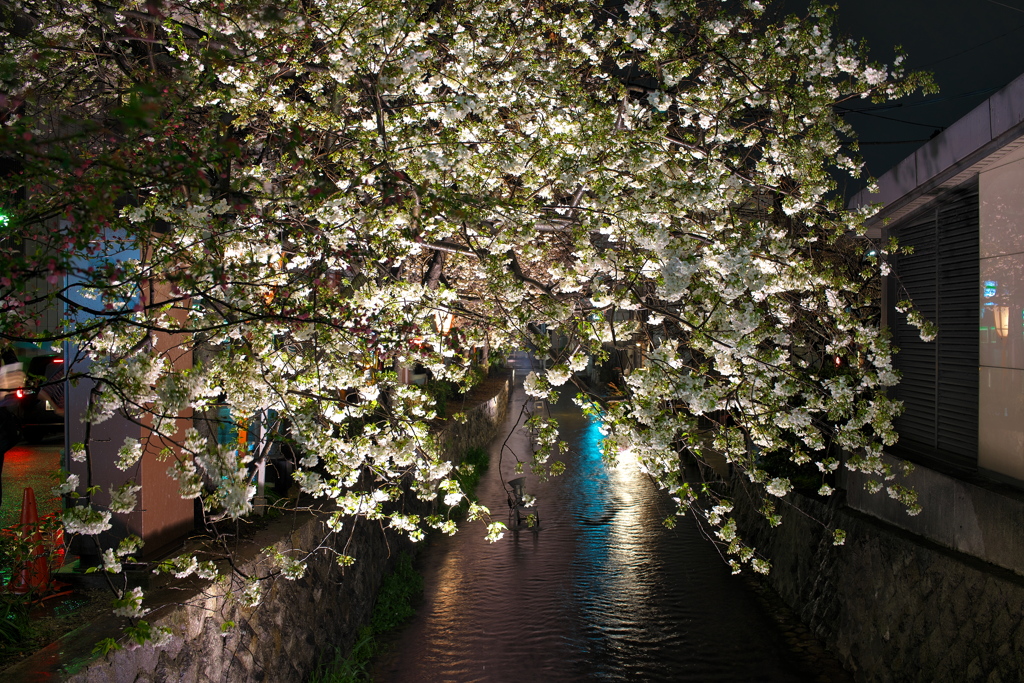 河原町の桜