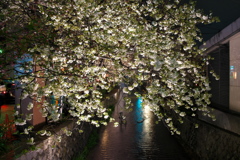 河原町の桜