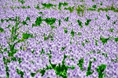 ホテイアオイ群集