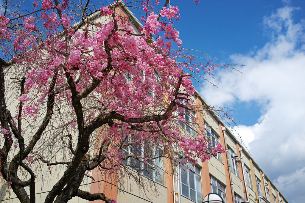 小学校の桜