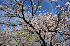 東寺①
