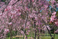 枝垂桜