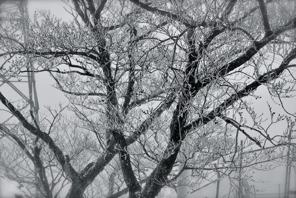 樹氷には遠いかな