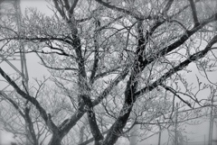 樹氷には遠いかな