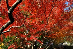 防府天満宮 紅葉