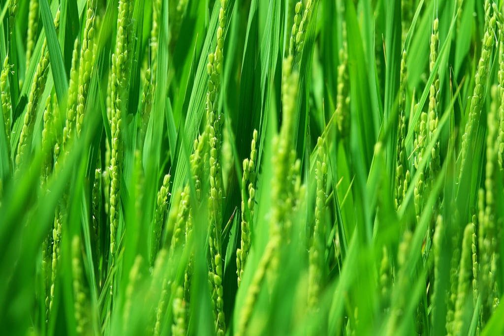 稲穂