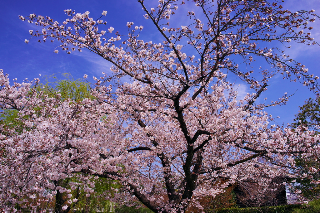 東寺③