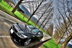 メタセコイヤ並木