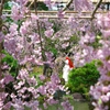 桜⑦