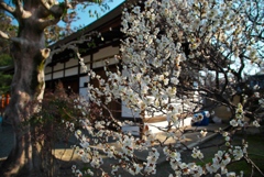 梅2