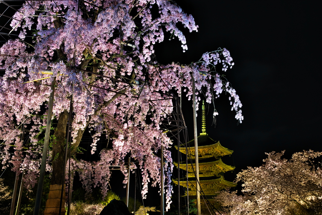夜桜②