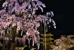 夜桜②