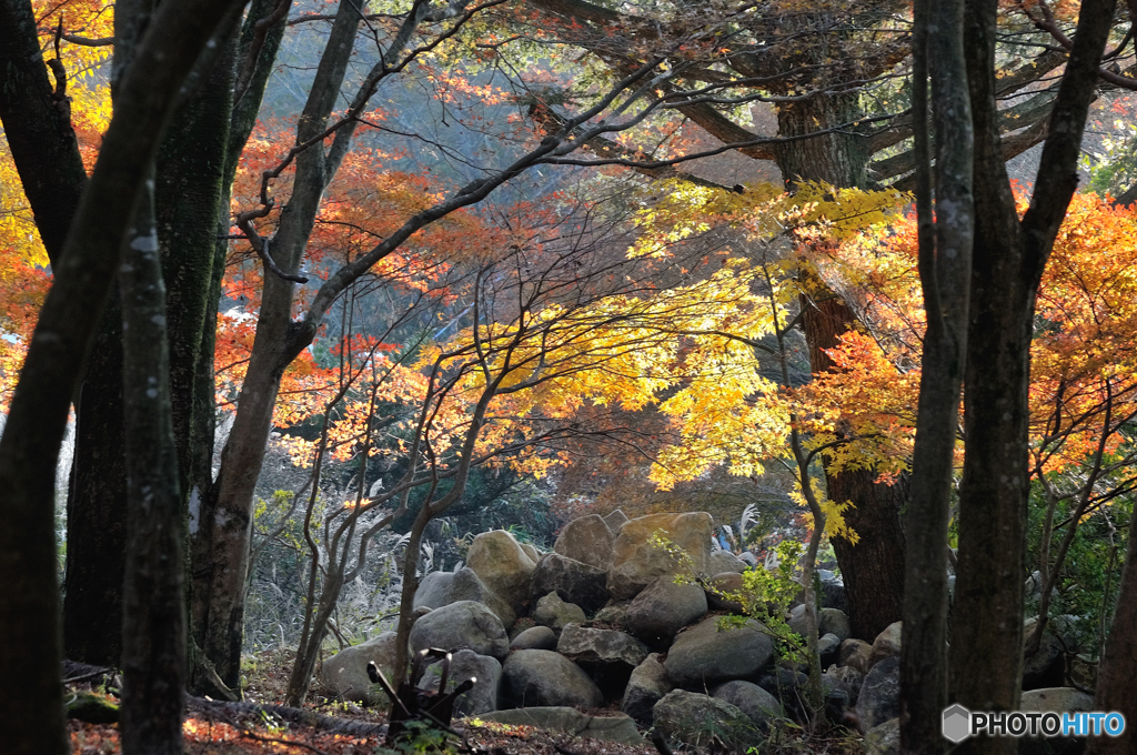 垣間見る紅葉