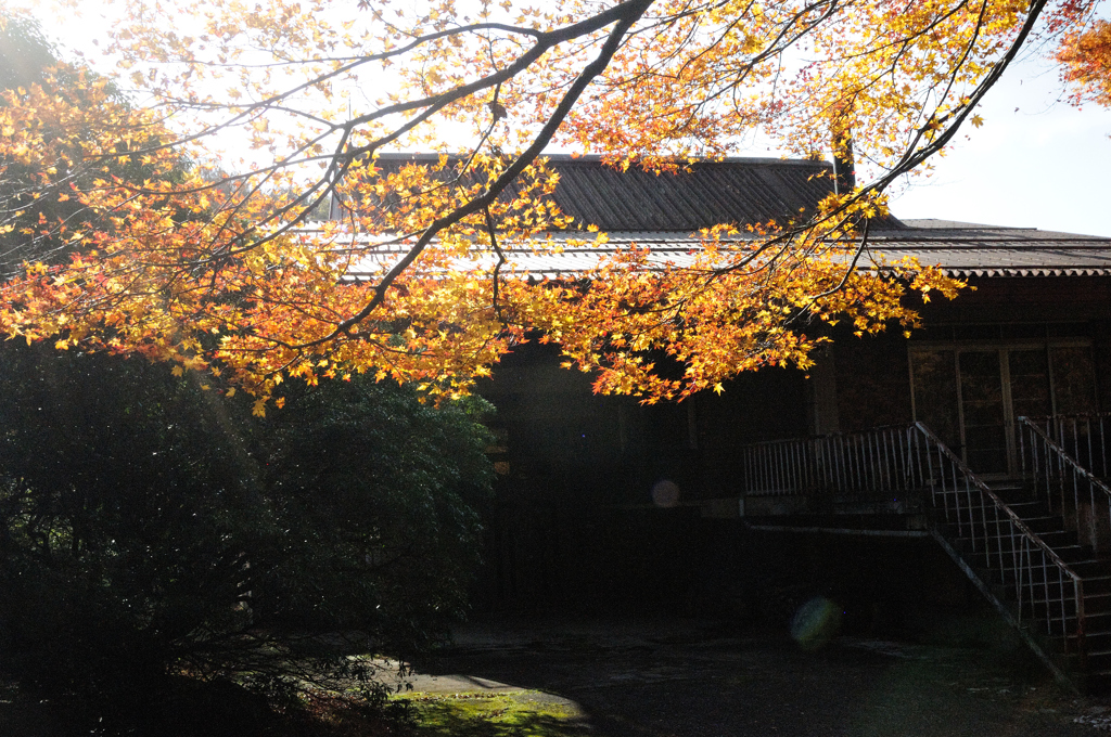 秋日に煌めく紅葉