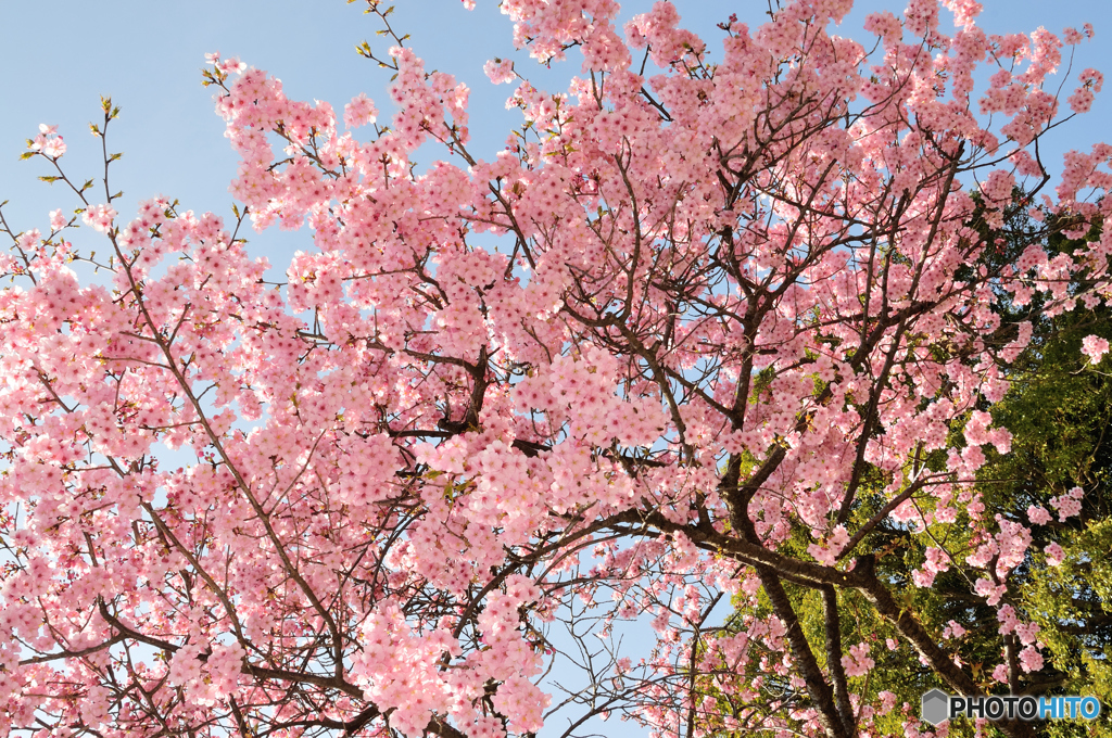 河津桜