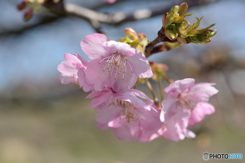 河津桜