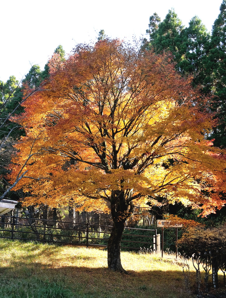 煌めく紅葉樹