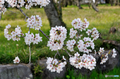 吉野桜