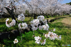 染井吉野桜