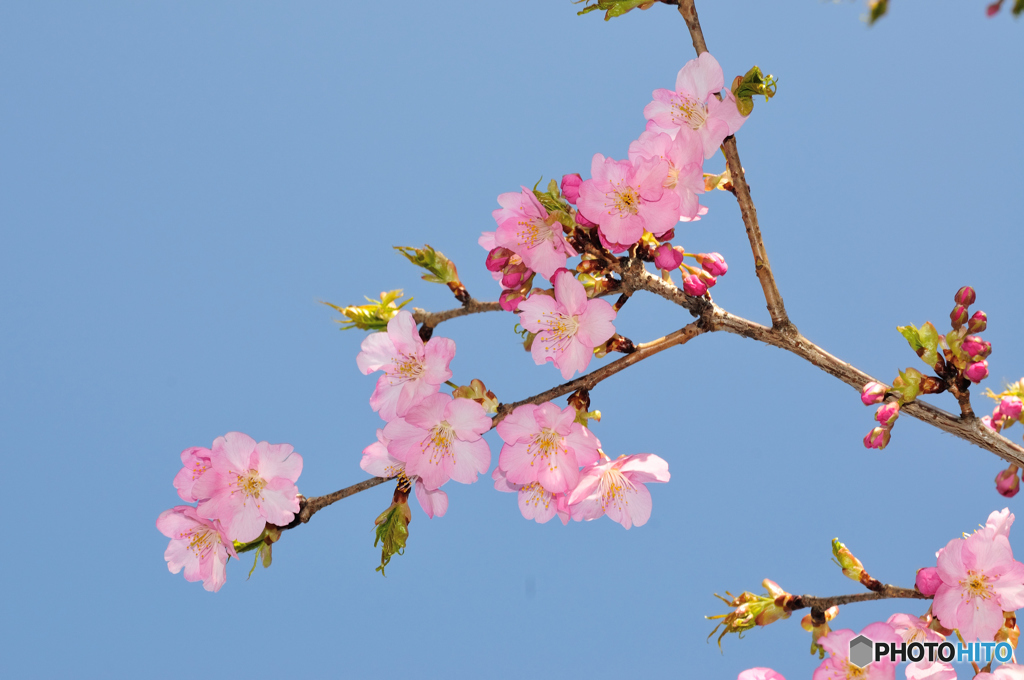 河津桜