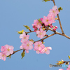 河津桜