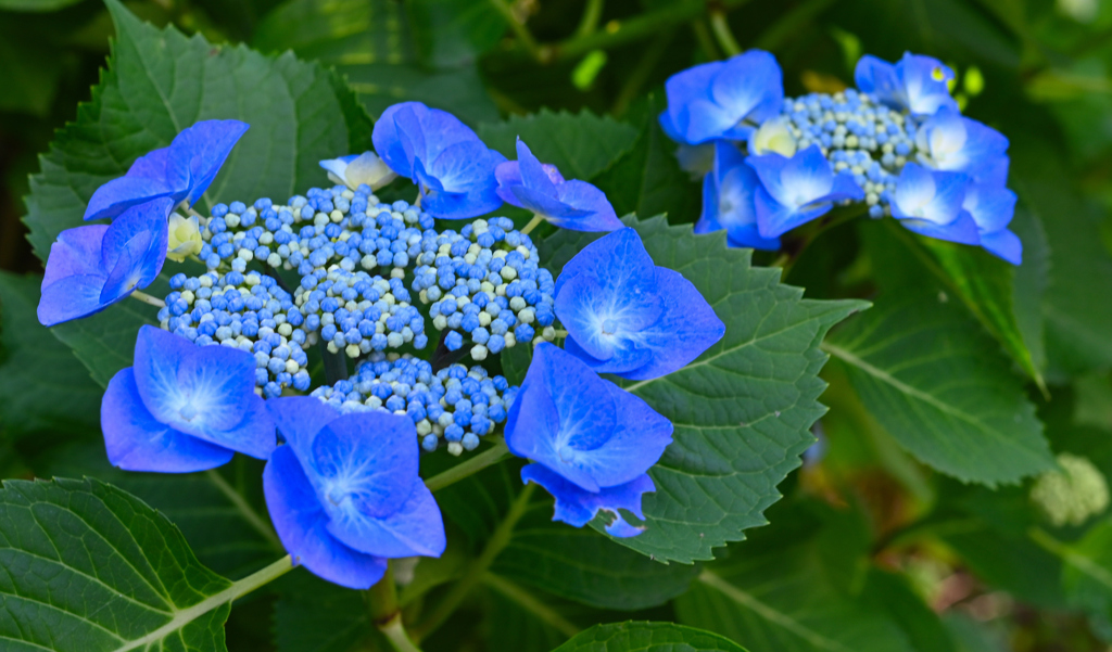 紫陽花