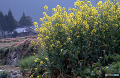 菜の花