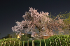祇園枝垂桜 2